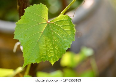 Vitis Vinifera Green Leaf Closeup