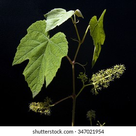 Vitis Vinifera; Leafs