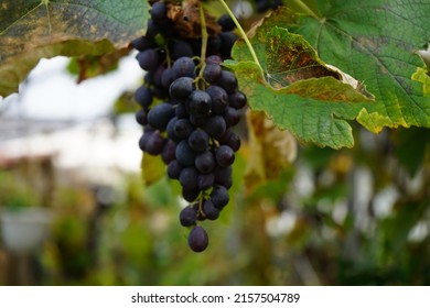 Vitis vinifera 'Regent' produces delicious blue-purple grapes that ripen by September or October. Vitis vinifera, the common grape vine, is a species of flowering plant. Berlin, Germany