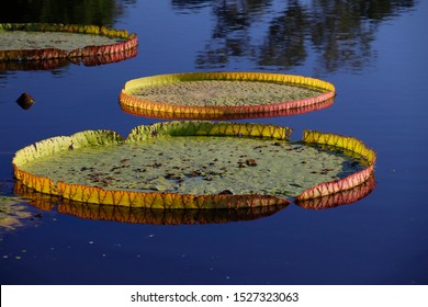 Vitoria Regia High Res Stock Images Shutterstock