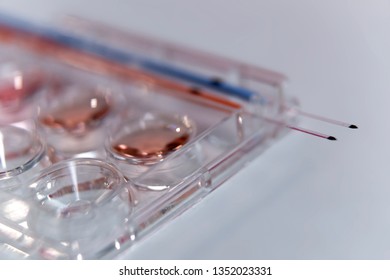 Vitrification Technique In Laboratory