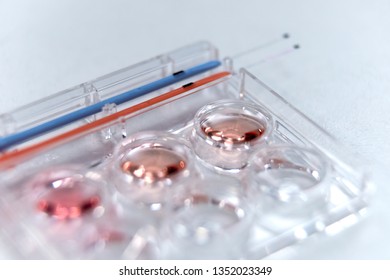 Vitrification Technique In Laboratory