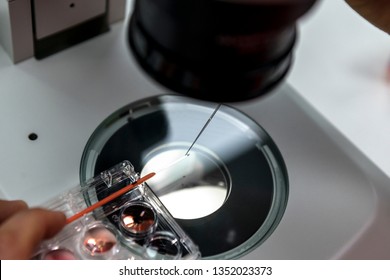 Vitrification Technique In Laboratory