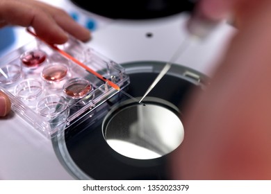 Vitrification Technique In Laboratory