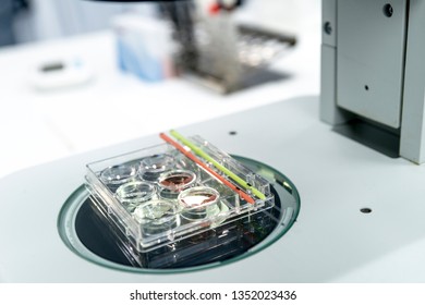 Vitrification Technique In Laboratory