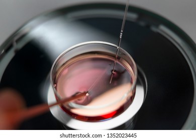 Vitrification Technique In Laboratory