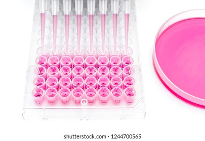 In Vitro Cellular Assay Using Multi Pipette And 96 Well Microplate
