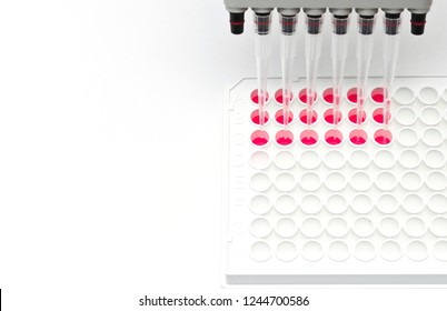 In Vitro Cellular Assay Using Multi Pipette And 96 Well White Plate
