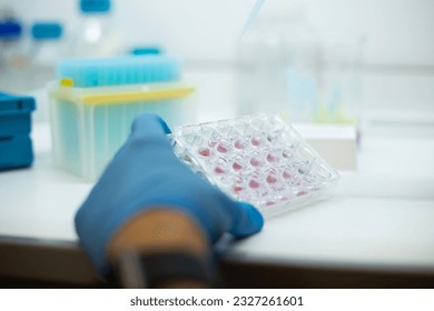 In vitro cellular assay using multi pipette and  well plate, cell culture at the bioengineering laboratory