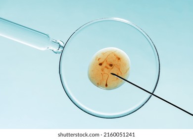 In vitro fertilisation concept. Artificial insemination or fertility treatment macro photography.  - Shutterstock ID 2160051241