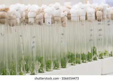 Vitro Propagation Plum Plants Agricultural Biotechnology Stock Photo ...