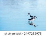 Viuda, Black-necked Stilt (Himantopus mexicanus)