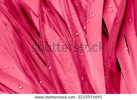 Viva Magenta abstract background,leaves with dew drops. Color of the year 2023