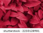 Viva Magenta beautiful view of big leaves in monochrome color. Forest Viva Magenta colored plants. Copy space. Color of the year 2023