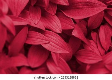 Viva Magenta beautiful view of big leaves in monochrome color. Forest Viva Magenta colored plants. Copy space. Color of the year 2023 - Shutterstock ID 2233128981