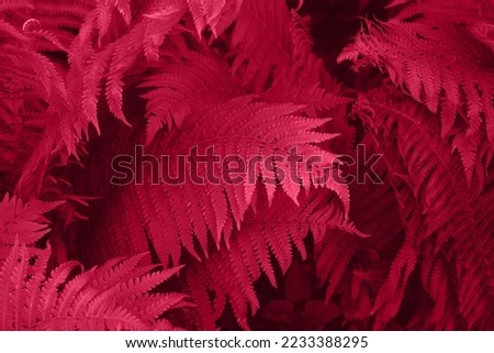 Viva Magenta beautiful view of fern plant in monochrome color. Forest Viva Magenta colored fern plants. Trendy color 2023