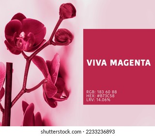 Viva Magenta - color of the year 2023. Magenta color background. trend color 2023 - Shutterstock ID 2233236893