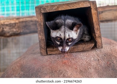 Viverridae Inside A Wooden Box Looking At Camera