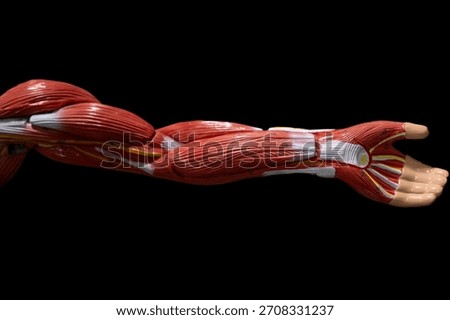 A vivid anatomical representation of an arm showcasing muscles, tendons, and skeletal structure.