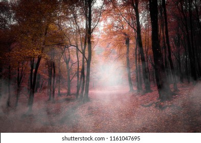 vivid autumn forest landscape with fog on forest path and colorful foliage - Powered by Shutterstock