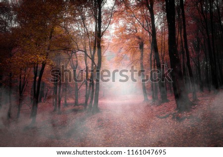 vivid autumn forest landscape with fog on forest path and colorful foliage