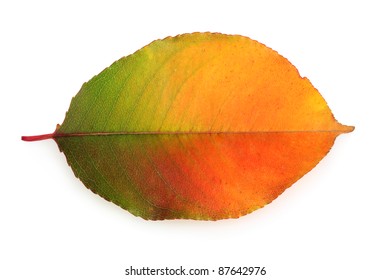vivid autumn leaf isolated on white