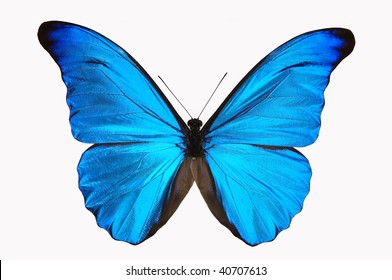 Vivid Blue Morphy Butterfly And White Background.