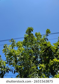 a vivid blue sky as the backdrop, intersected by black utility cables running overhead. Green leaves from nearby trees frame the shot from below, adding a touch of nature to the urban setting