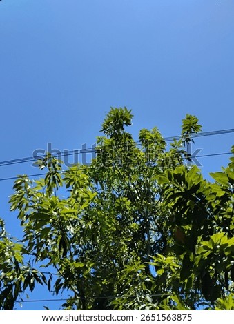 a vivid blue sky as the backdrop, intersected by black utility cables running overhead. Green leaves from nearby trees frame the shot from below, adding a touch of nature to the urban setting