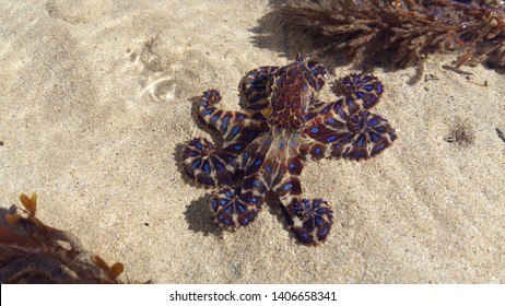 Vivid blue-ringed octopus with curled tentacles, enjoying the sun on a summer day as it sits in a shallow pool at Point Lonsdale.