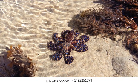 Vivid blue-ringed octopus with curled tentacles, enjoying the sun on a summer day as it sits in a shallow tide pool at Point Lonsdale - middle distance