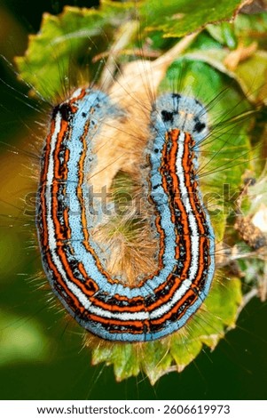 A vivid close-up of a Lackey caterpillar (Malacosoma neustria) with bright blue and orange stripes and long bristles, crawling on a leaf in spring sunlight.