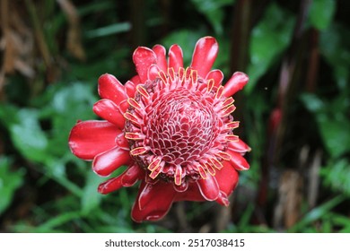 Vivid close-up of a red torch ginger flower, showcasing intricate details and vibrant colors against a lush green background. - Powered by Shutterstock