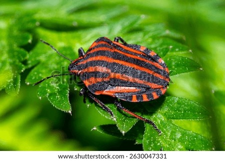 Vivid close-up of a shield bug on a leaf, highlighting its striking striped red and black back in summer light.
