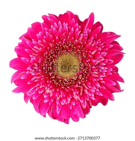 A vivid, close-up view of a single hot pink (magenta) Gerbera daisy flower head, photographed directly from above, isolated on a pure white background. Ideal for spring, floral, and beauty concepts.