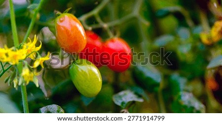 Vivid cluster of smooth cherry tomatoes ripening beautifully alongside an open bright yellow blossom illustrating the continuous growth cycle of organic produce