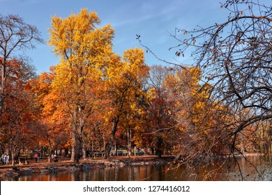 Vivid Colors Are Everywhere On A Bight Sunny Day In A City Autumn Park.