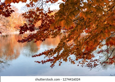 Vivid Colors Are Everywhere On A Bight Sunny Day In A City Autumn Park.