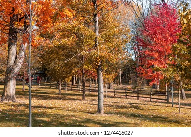 Vivid Colors Are Everywhere On A Bight Sunny Day In A City Autumn Park.