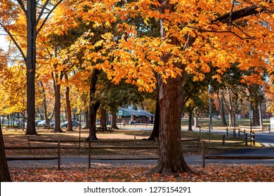 Vivid Colors Are Everywhere On A Bight Sunny Day In A City Autumn Park.