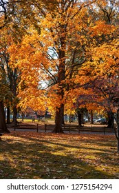 Vivid Colors Are Everywhere On A Bight Sunny Day In A City Autumn Park.