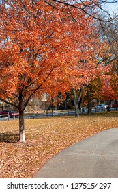 Vivid Colors Are Everywhere On A Bight Sunny Day In A City Autumn Park.