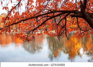 Vivid Colors Are Everywhere On A Bight Sunny Day In A City Autumn Park.