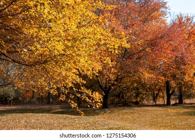 Vivid Colors Are Everywhere On A Bight Sunny Day In A City Autumn Park.