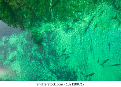 Vivid Colors Spring Water Of Kitch-iti-kipi, The Big Spring At Palms Book State Park In Michigan Upper Peninsula