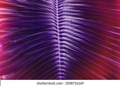 Vivid Dark Purple Palm Leaves Pattern With Red Light Leaks, Close Up. Creative Layout, Toned, Horizontal. Minimalism Concept