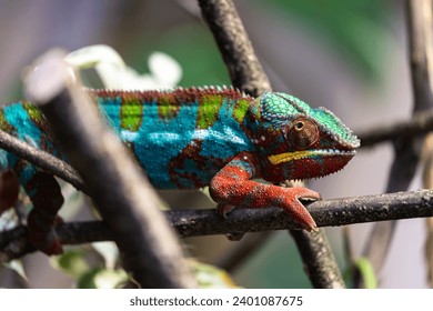 Vivid Elegance: The Allure of a Panther Chameleon - Powered by Shutterstock