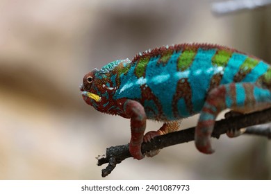 Vivid Elegance: The Allure of a Panther Chameleon - Powered by Shutterstock