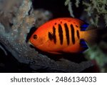 A vivid flame angelfish with vibrant blue stripes covering its body