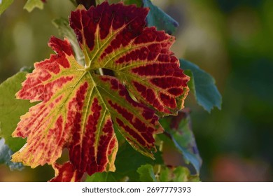 A vivid grapevine leaf shows dramatic autumn colours—deep red veins against a yellow-green background, glowing in soft vineyard light.